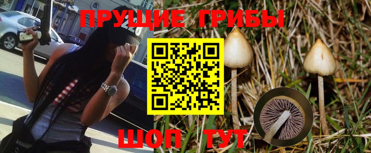 Псилоцибиновые грибы Psilocybine cubensis Чехов